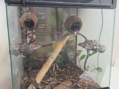Used Reptile/Amphibian Glass Terrarium with Screen Top 18x18x24