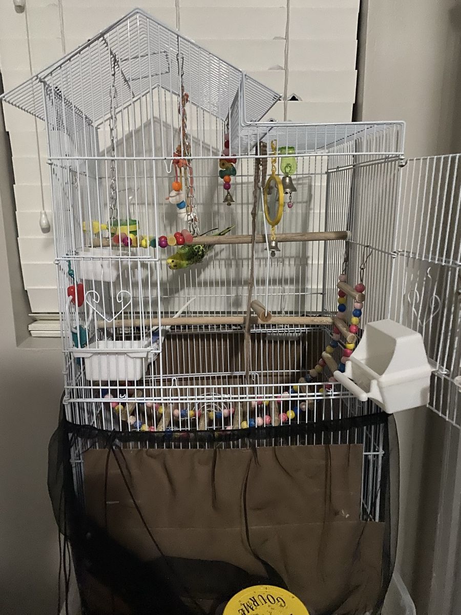 2 Parakeets and cage