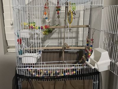 2 Parakeets and cage