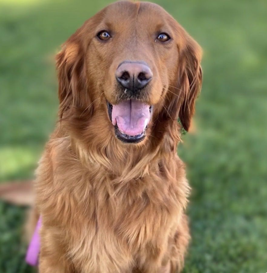 Golden Retriever- 1 year old.