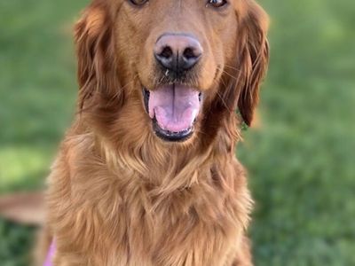 Golden Retriever- 1 year old.