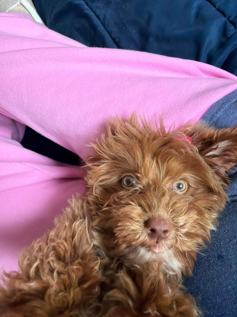 Mini Goldendoodle Puppy