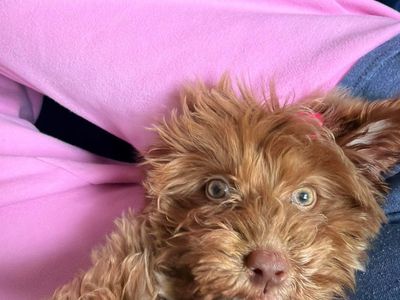 Mini Goldendoodle Puppy