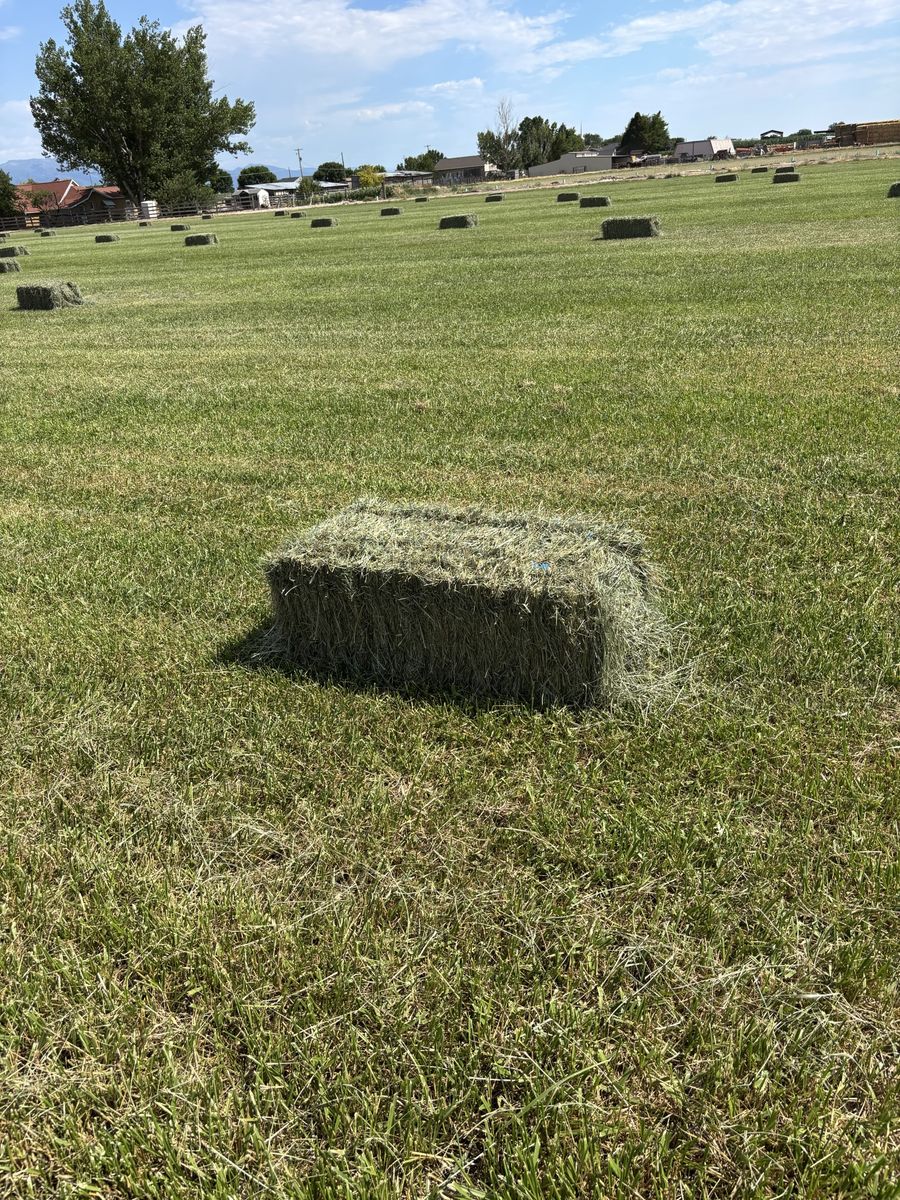 Beautiful Small Grass Hay Bales