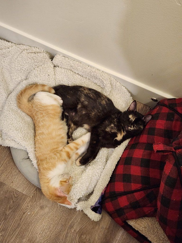 Sweet cats in need of new home