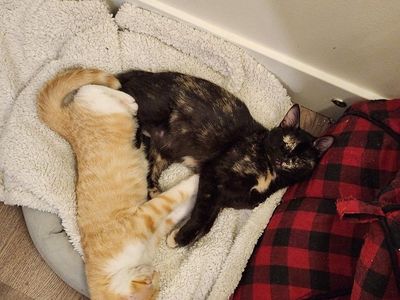 Sweet cats in need of new home