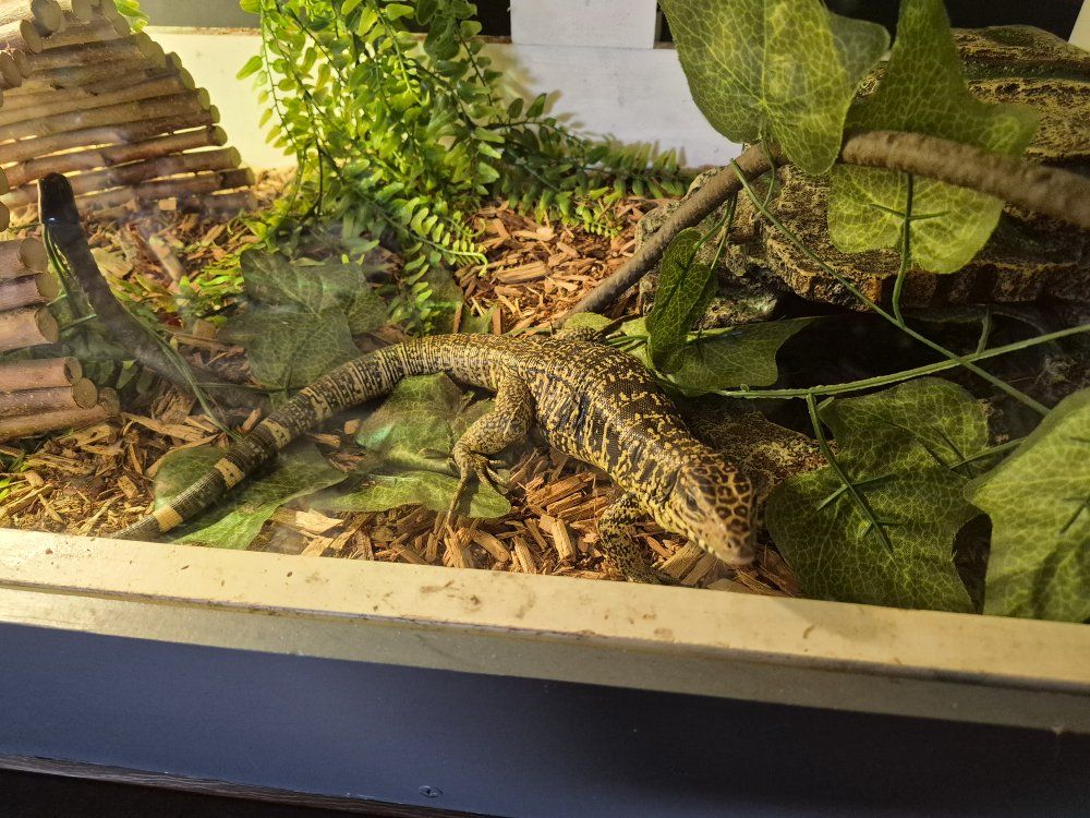 Golden Tegu, Cage and Accessories, for Sale