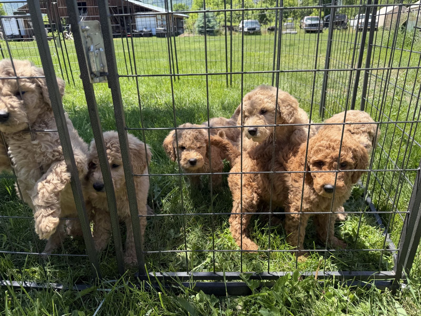 Goldendoodle