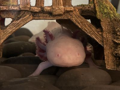 Female albino axolotl and tank set up