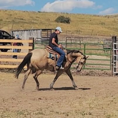 12 yr old AQHA Buckskin Roan Gelding