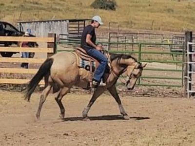 12 yr old AQHA Buckskin Roan Gelding