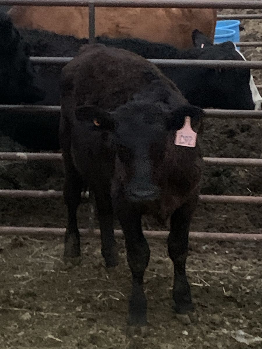 Black Angus Heifer
