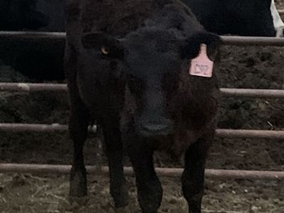 Black Angus Heifer