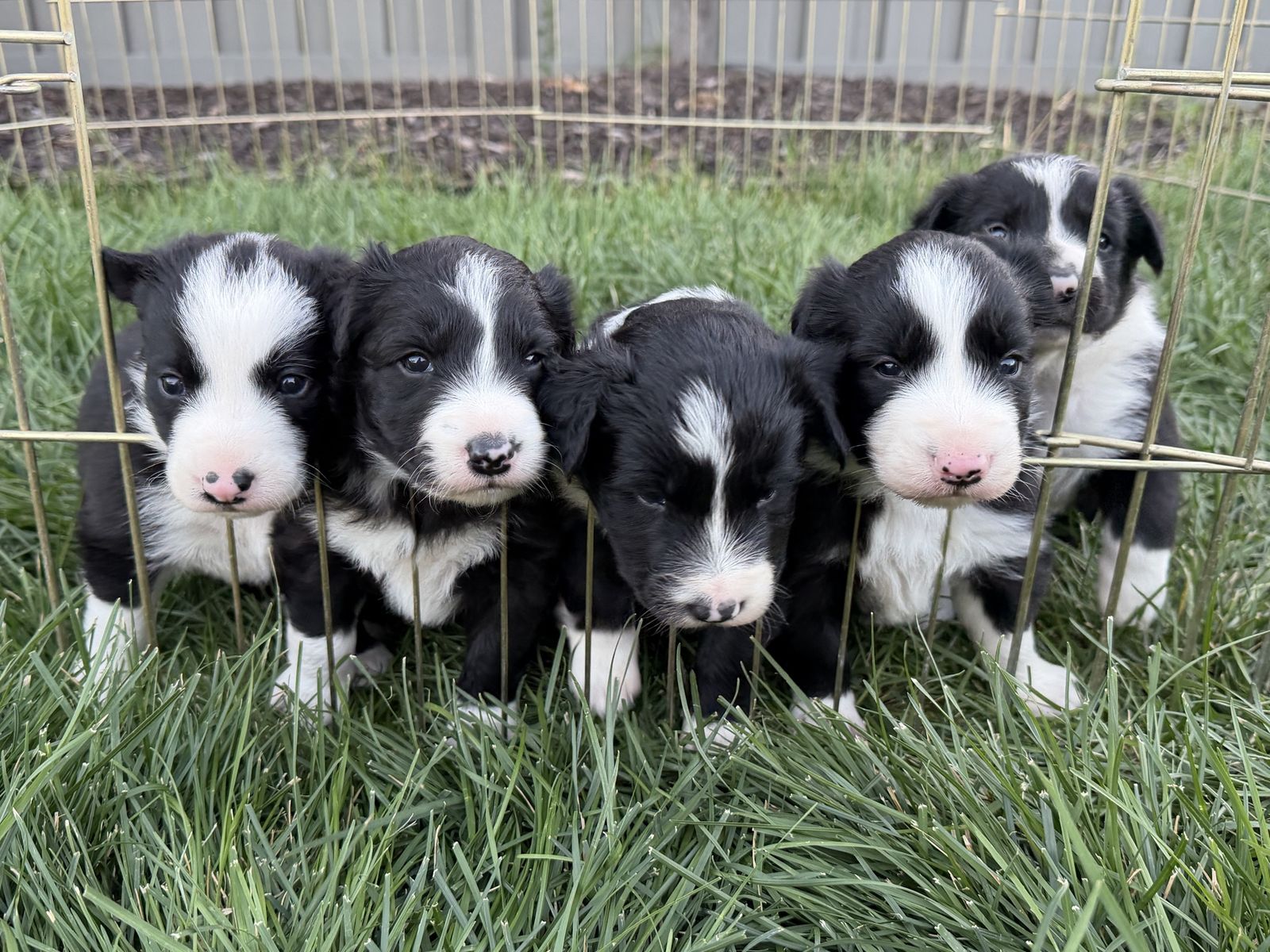 ABCA Registered Border Collie Puppies - Working Stock Dog Lineage