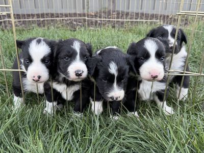 ABCA Registered Border Collie Puppies - Working Stock Dog Lineage