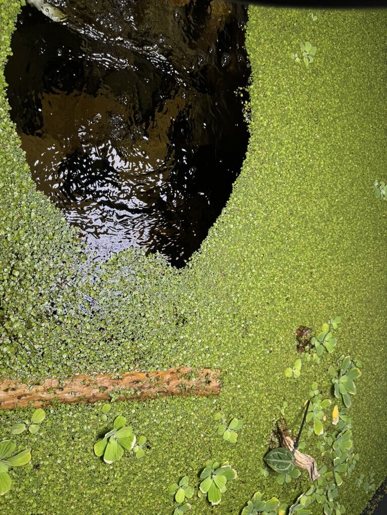 Duckweed (Lemna Minor)