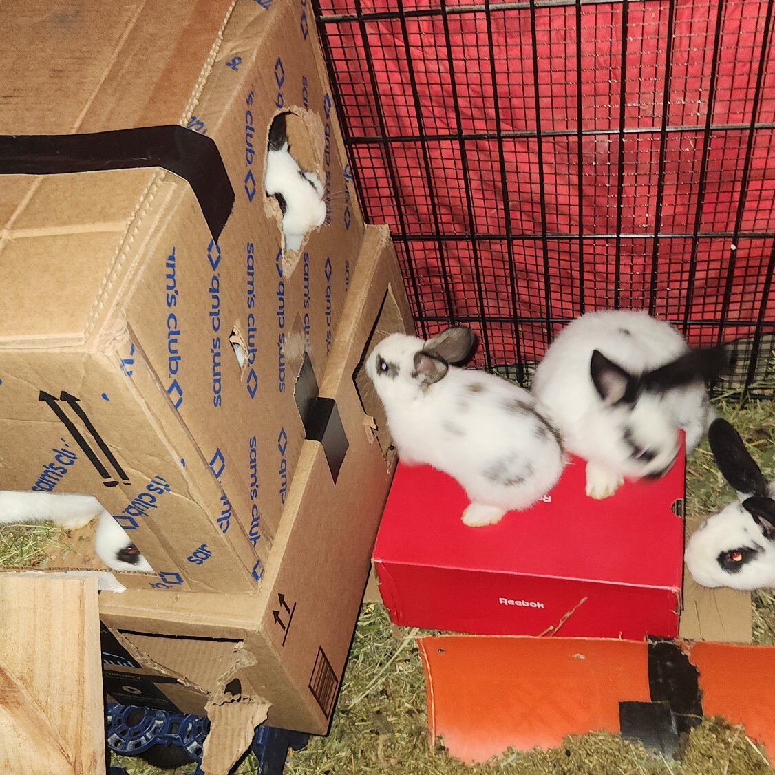 Giant Flemish/ Spotted English Mixx