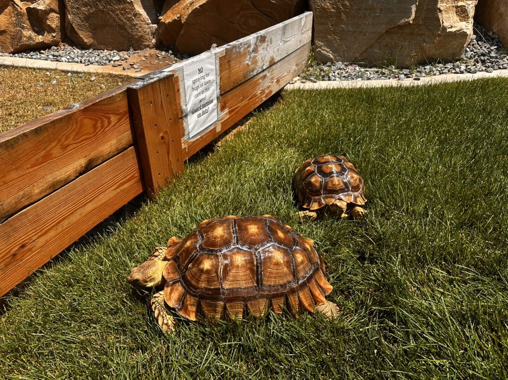 Sulcata Tortoise (Multiple)