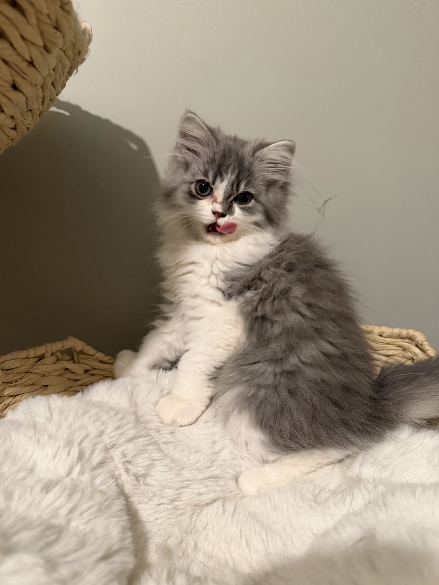 Half Persian kitten
