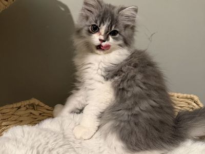 Half Persian kitten