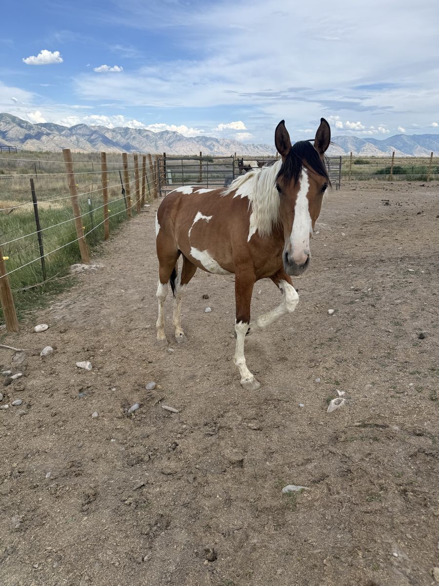 Yearling Paint Colt – Great Prospect