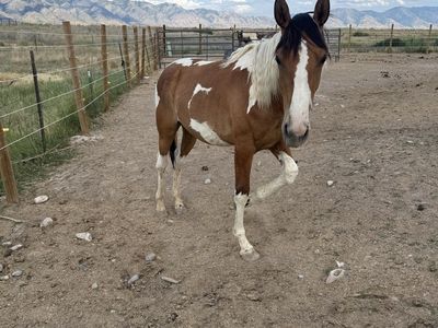 Yearling Paint Colt – Great Prospect