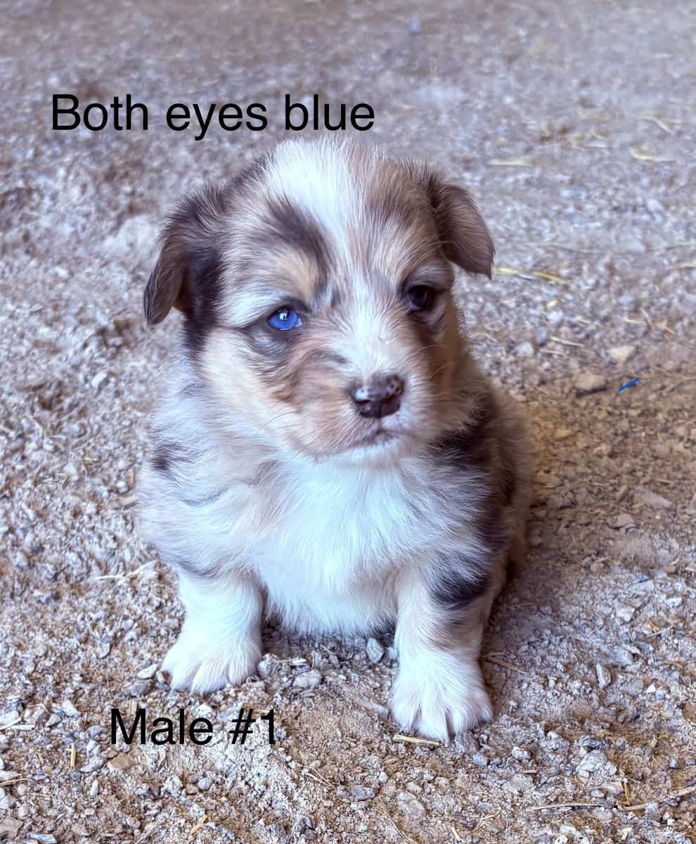 Corgi puppies