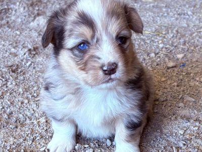 Corgi puppies