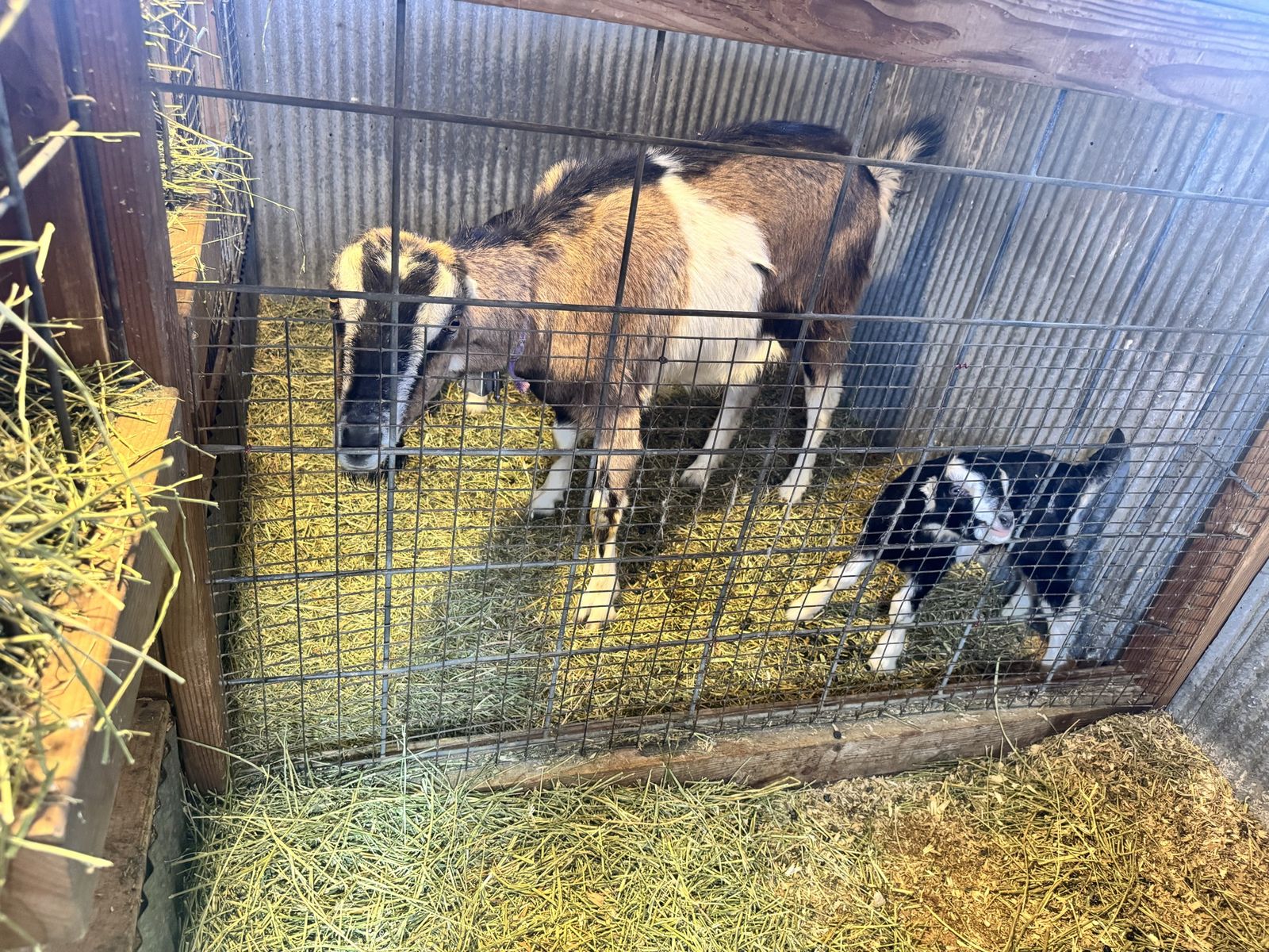 First Year Freshened Doe With Two Kids
