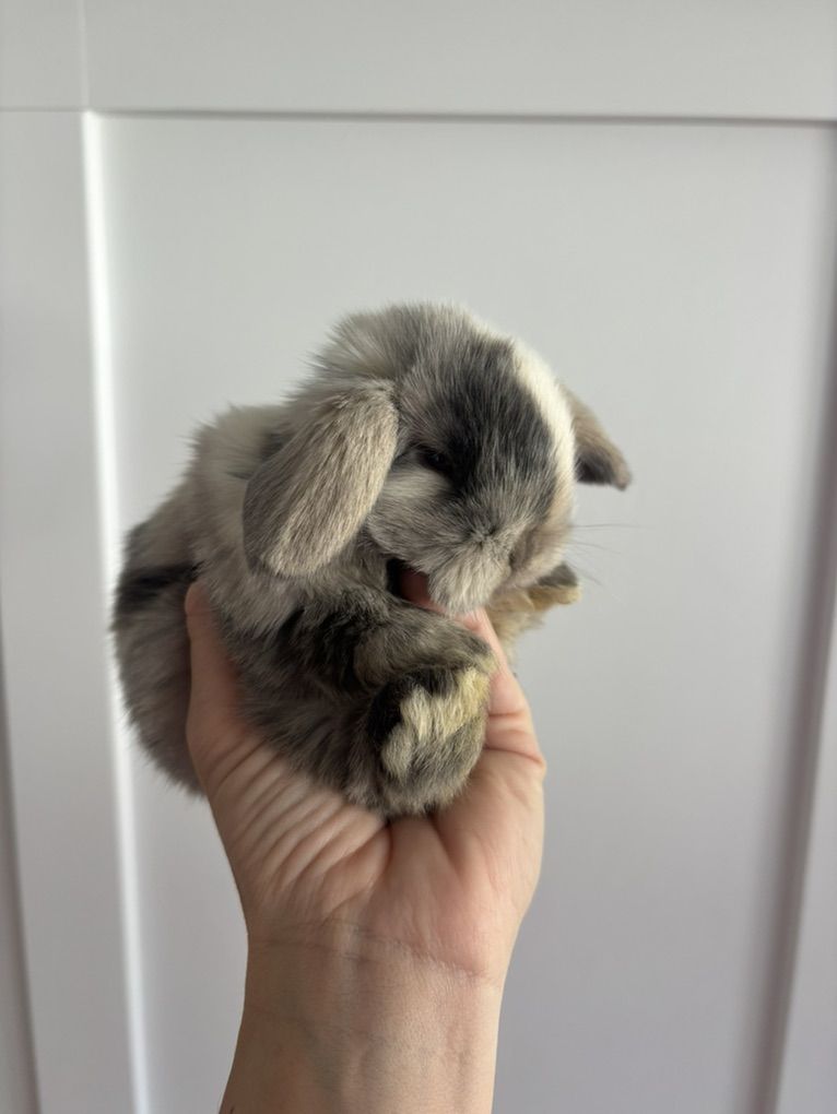 Holland Lop Buck