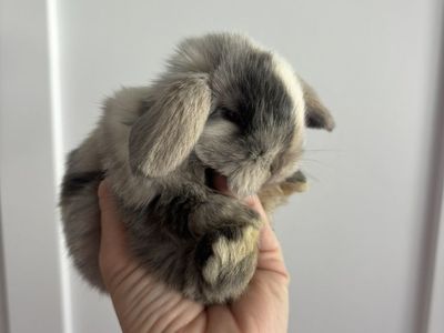 Holland Lop Buck