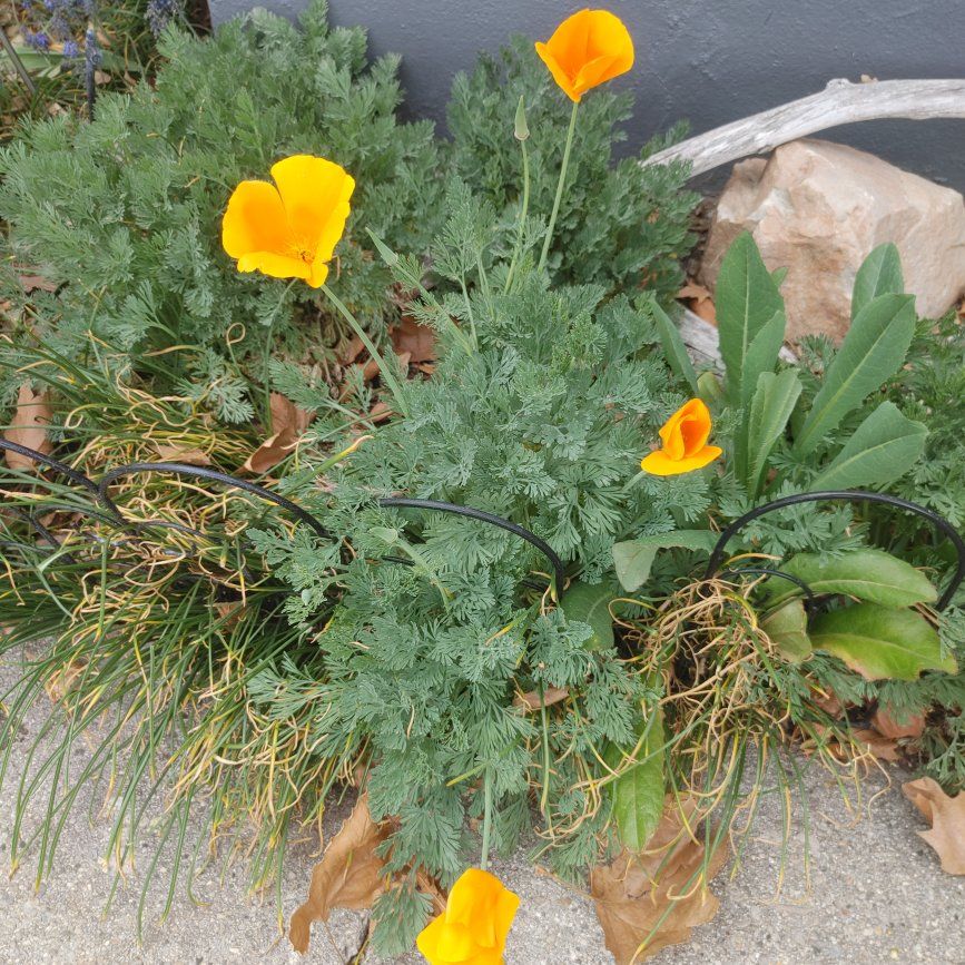 Dig iris or California Poppies