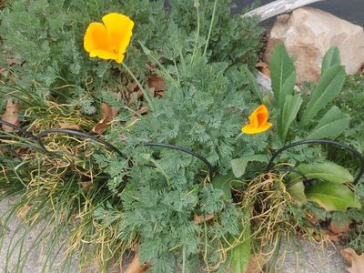 Dig iris or California Poppies