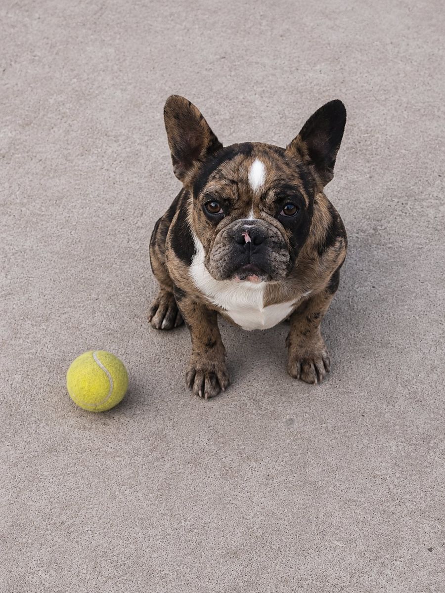 Female Frenchie