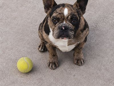 Female Frenchie