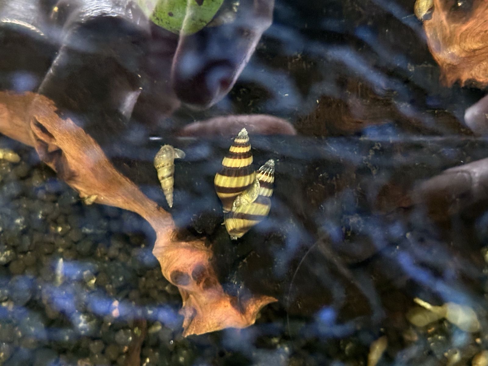 Assassin snails