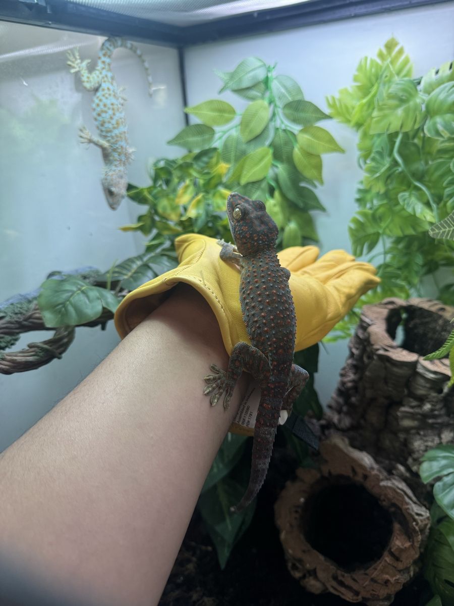 Tokay  Gecko (Pet Reptile)