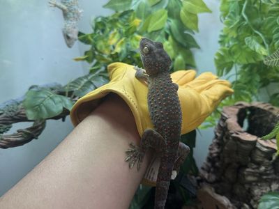 Tokay Gecko (Pet Reptile)