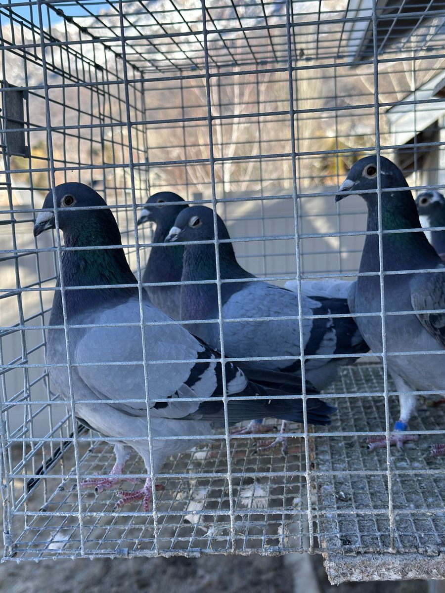 Homing PIgeons For Sale