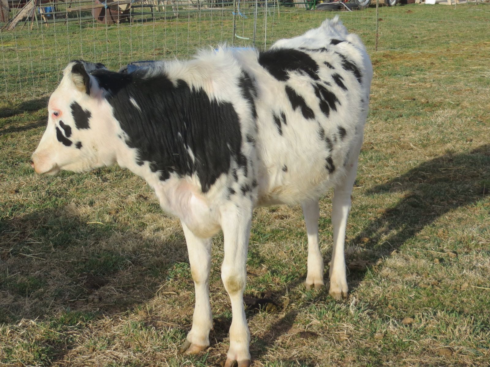 Yearling Holstein Heifer