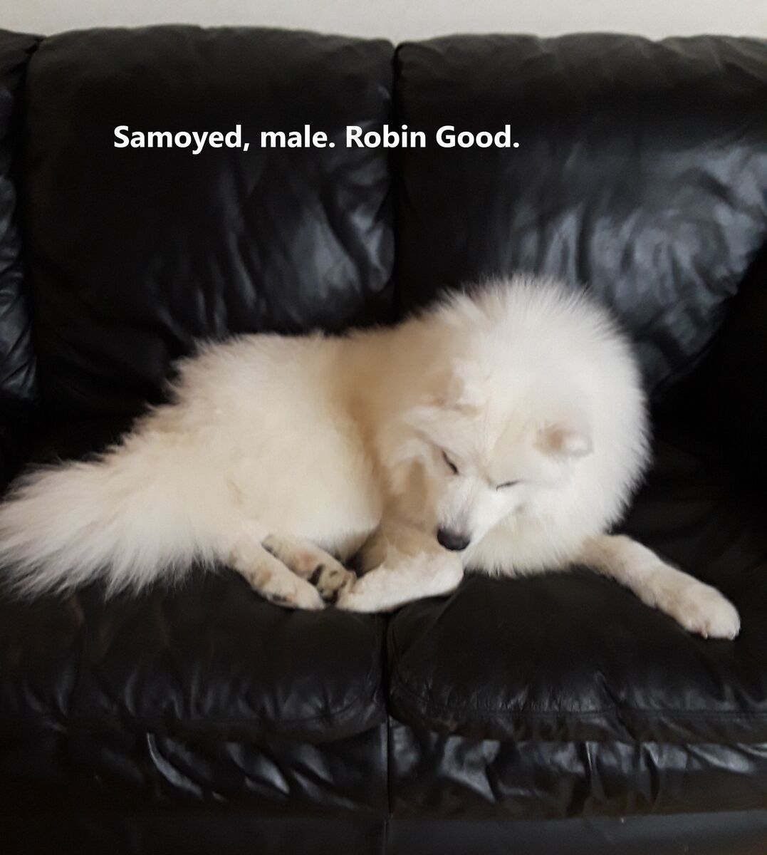 AKC, DNA, OFA  EXTRA FLUFFY SAMOYED STUD, PUPPIES GRAND CHAMPION LINE