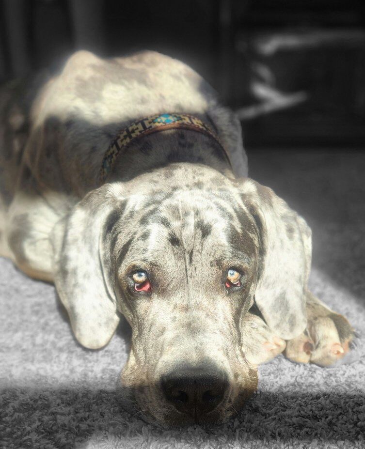 AKC Great Dane Stud