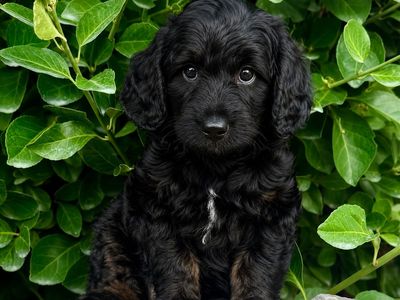 Price lowered for last puppy! Beautiful Old English Mini Bernedoodles