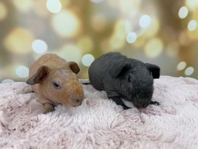 Female Baby skinny pig (hairless guinea pig).