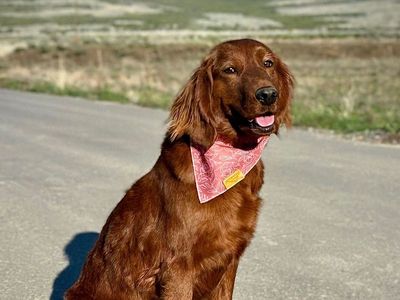 Johanna – Spayed 2.5 yo Miniature Golden Retriever (Female)