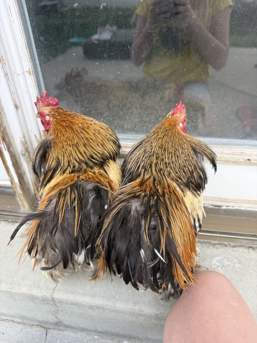 Millie Lafluer Roosters