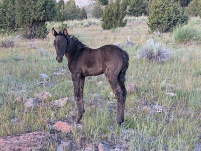Smoky Black weanling AQHA filly hermfrodite