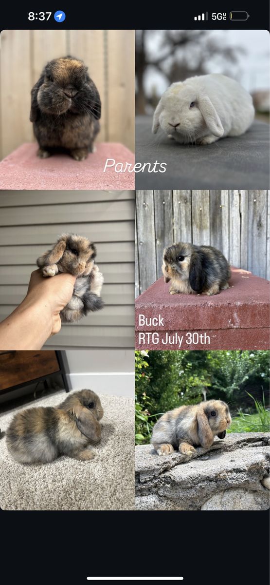 Holland lop buck