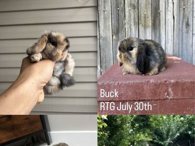 Holland lop buck