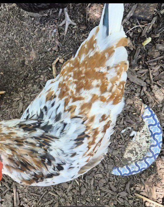Aloha Rooster Cockerel Chicken